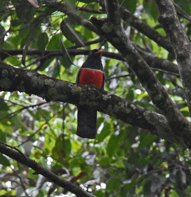 Black-tailed Trogon