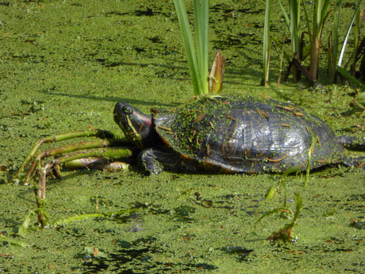 Trachemys scripta elegans - Roodwangschildpad