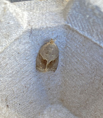 Clepsis dumicolana - Klimopbladroller