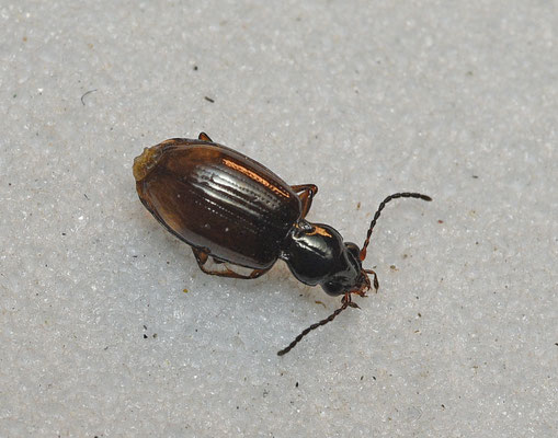 Bembidion doris - Groefkoppriemkever