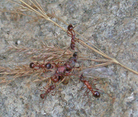 Myrmica species, Tirol, Oostenrijk