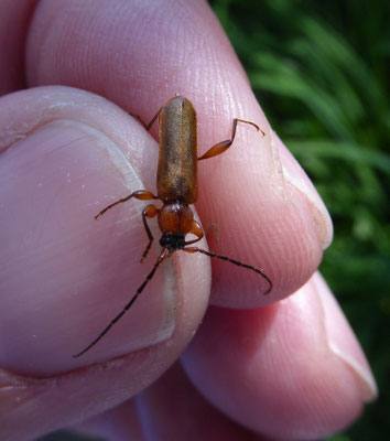 variabele boktor (Phymatodes testaceus)