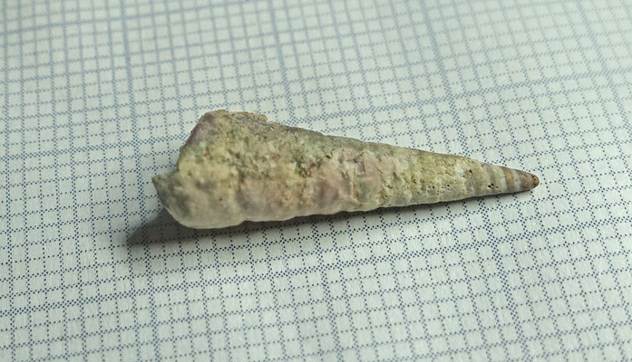Maoricolpus roseus
