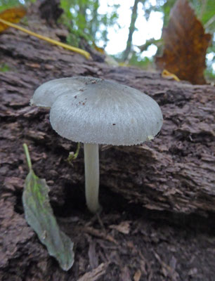 Pluteus salicinus - Grauwgroene hertenzwam