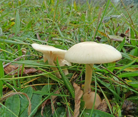 Hygrocybe russocoriacea - Geurende wasplaat