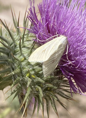 Sitochroa palealis - Bruidsmot