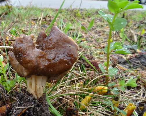 Helvella fusca - Geaderde kluifzwam