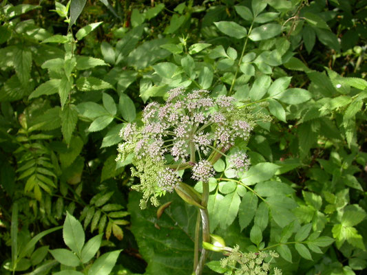 Angelica sylvestris - Gewone engelwortel