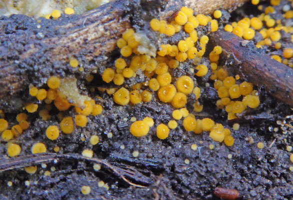 Cheilymenia theleboloides - Compostborstelbekertje