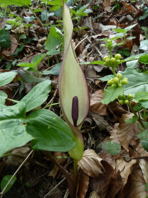 Arum maculatum - Gevlekte aronskelk