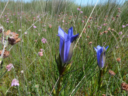 Gentiana pneumonanthe - Klokjesgentiaan