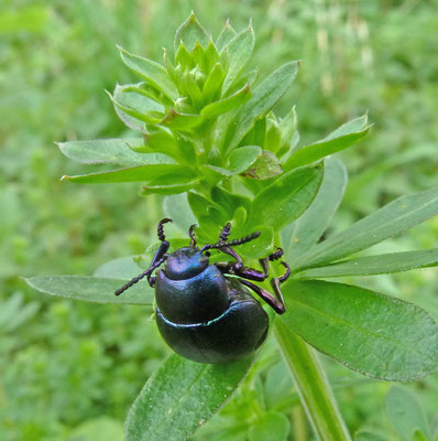 Timarcha goettingensis