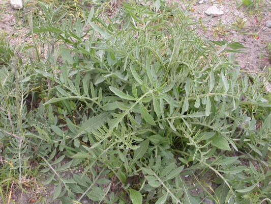Centaurea scabiosa - Grote centaurie
