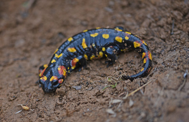 Salamandra salamandra morenica