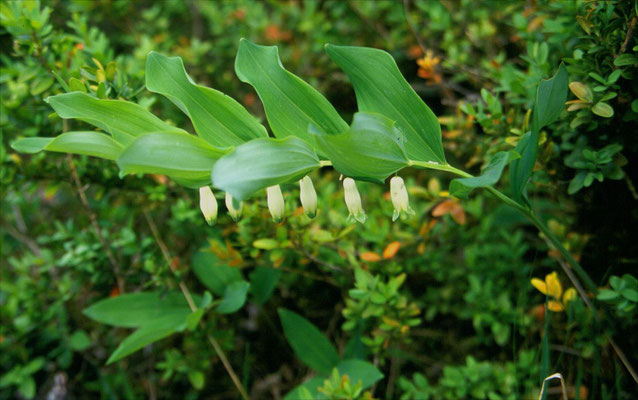 Polygonatum odoratum - Duinsalomonszegel