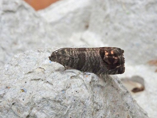 Cydia pomonella - Fruitmot