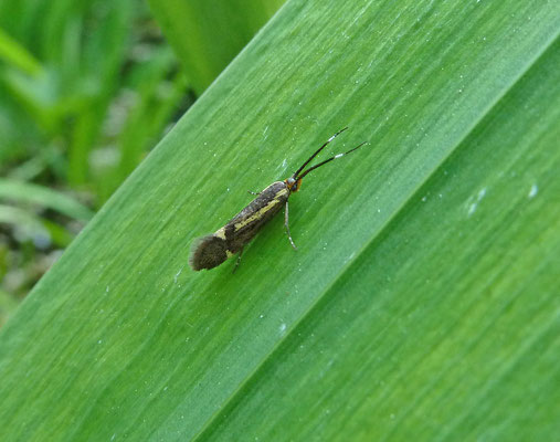 Esperia sulphurella - Esperiamot