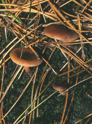 Lactarius thejogalus - Rimpelende melkzwam