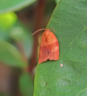 Cacoecimorpha pronubana - Anjerbladroller