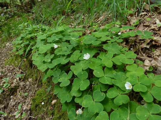 Oxalis acetosella - Witte klaverzuring