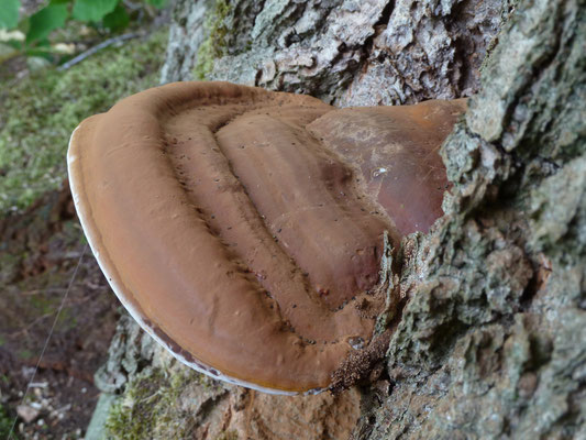 Ganoderma resinaceum - Harslakzwam