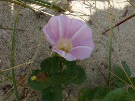 Convolvulus soldanella - Zeewinde