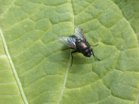 Neomyia cornicina