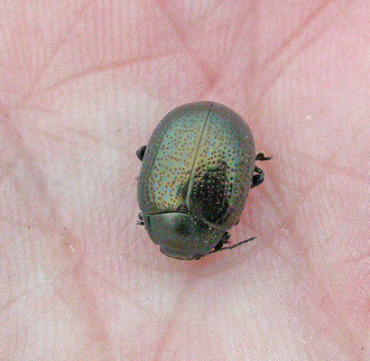 Chrysolina inflata