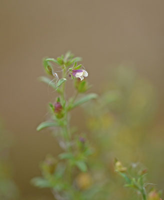 Kleine leeuwenbek