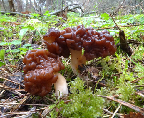Gyromitra esculenta - Voorjaarskluifzwam