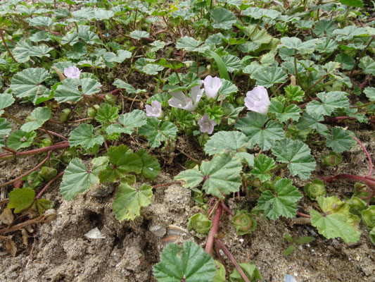 Malva neglecta - Klein kaasjeskruid