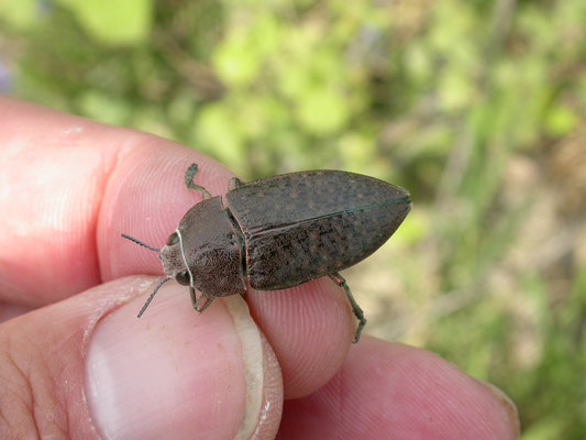 Perotis lugubris