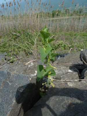 Aristolochia clematitis - Pijpbloem