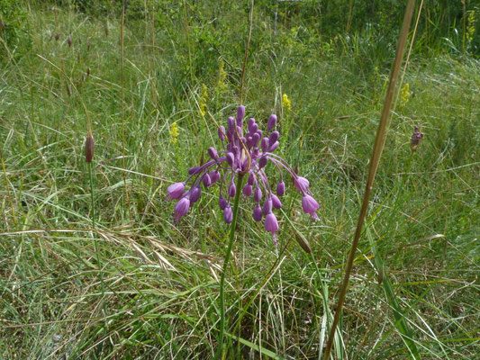 Allium carinatum - Berglook
