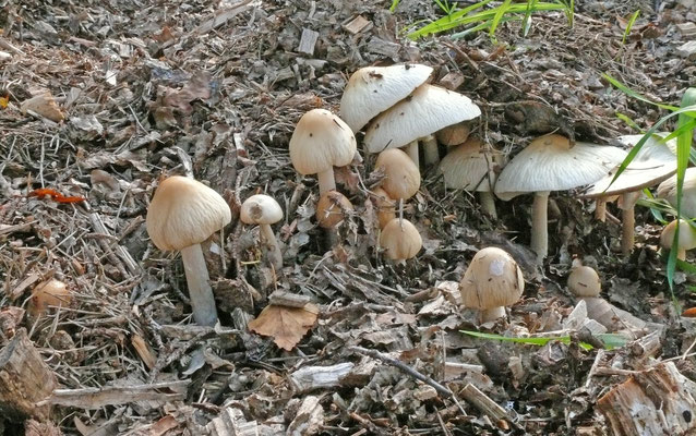 Agrocybe rivulosa  - Geaderde leemhoed