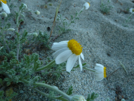Anthemis tomentosa