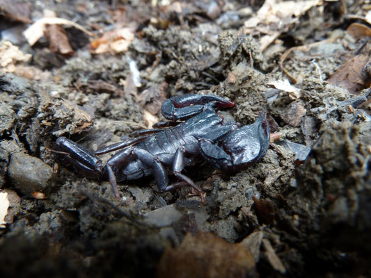 Euscorpius italicus/hadzii