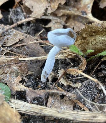Helvella fibrosa - Gladstelige schotelkluifzwam