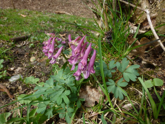 Corydalis solida - Vingerhelmbloem
