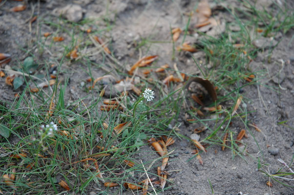 Teesdalia nudicaulis - Klein tasjeskruid