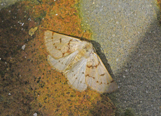 Dyscia fagaria - Gevlekte heispanner