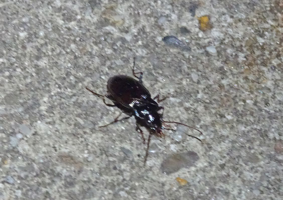 Nebria brevicollis