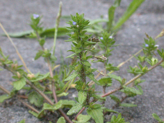 Veronica arvensis - Veldereprijs