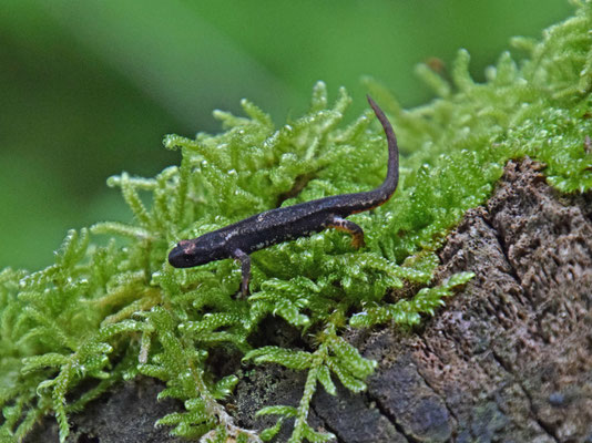 Noordelijke brilsalamander (Salamandrina perspicillata)