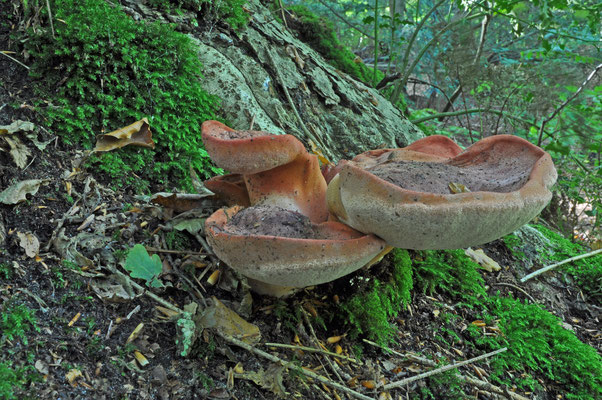 Fistulina hepatica - Biefstukzwam