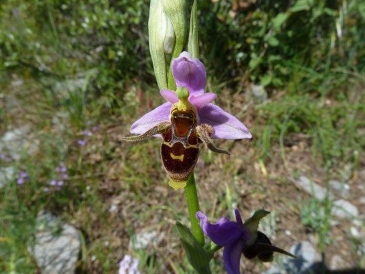 Ophrys scopolax - Snipophrys