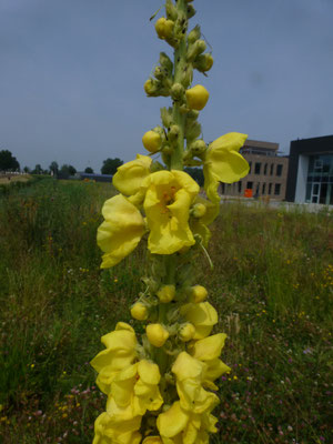 Verbascum phlomoides - Keizerskaars