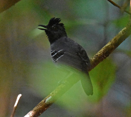 Black-headed Antbird