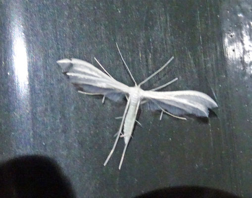 Pterophorus pentadactyla - Sneeuwwitte vedermot