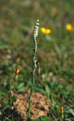 Spiranthes spiralis - Herfstschroeforchis